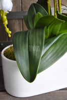 obfity storczyk Leokadia w minimalistycznej donicy, wys.65cm