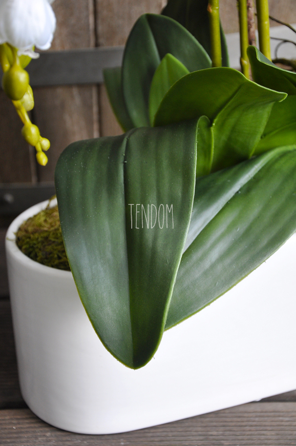 obfity storczyk Leokadia w minimalistycznej donicy, wys.65cm