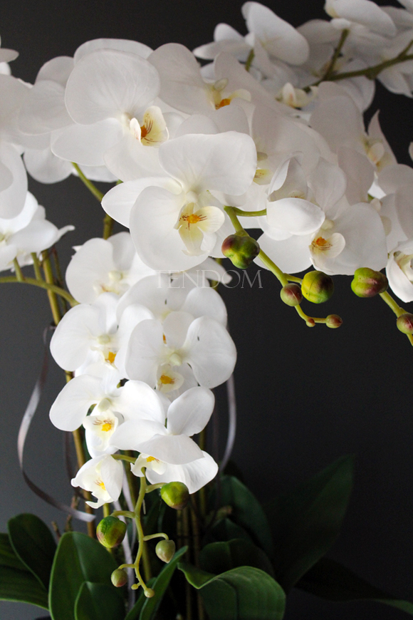 duży storczyk Black Home Grande w czarnej donicy z żywicy (połysk), wys. ok. 87cm