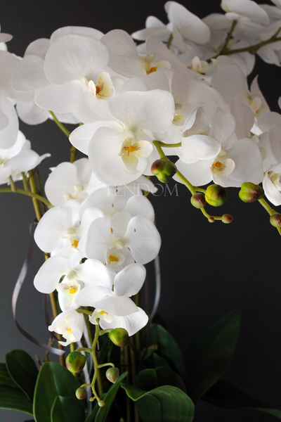 duży storczyk Black Home Grande w czarnej donicy z żywicy (połysk), wys. ok. 87cm