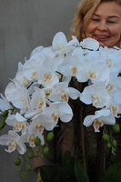 duży storczyk Mediolan Round w białej lub kremowej donicy, wys.85cm