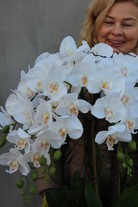 duży storczyk Mediolan Round w białej lub kremowej donicy, wys.85cm