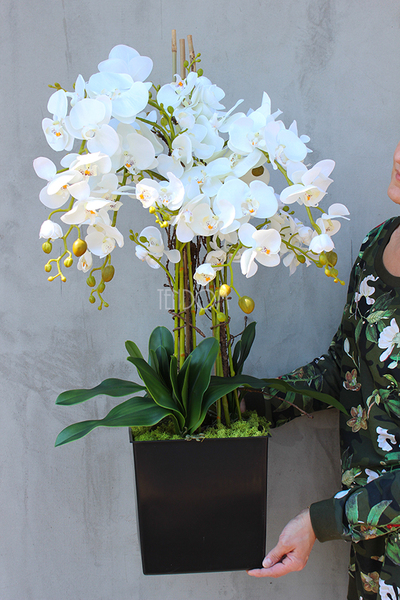 duży storczyk Mediolan w plastikowym wkładzie do donicy wys.73cm