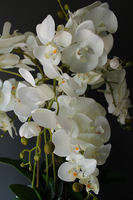 Wenecja storczyk w eleganckiej donicy, wys.90cm