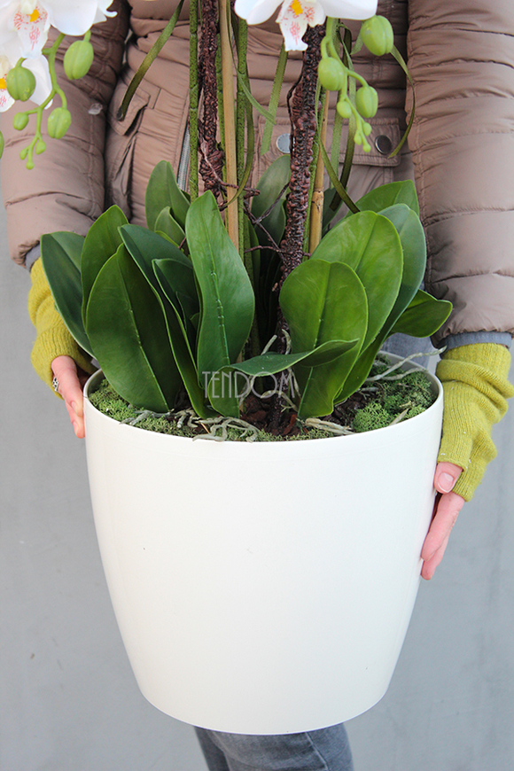 duży storczyk Mediolan Round w białej lub kremowej donicy, wys.85cm