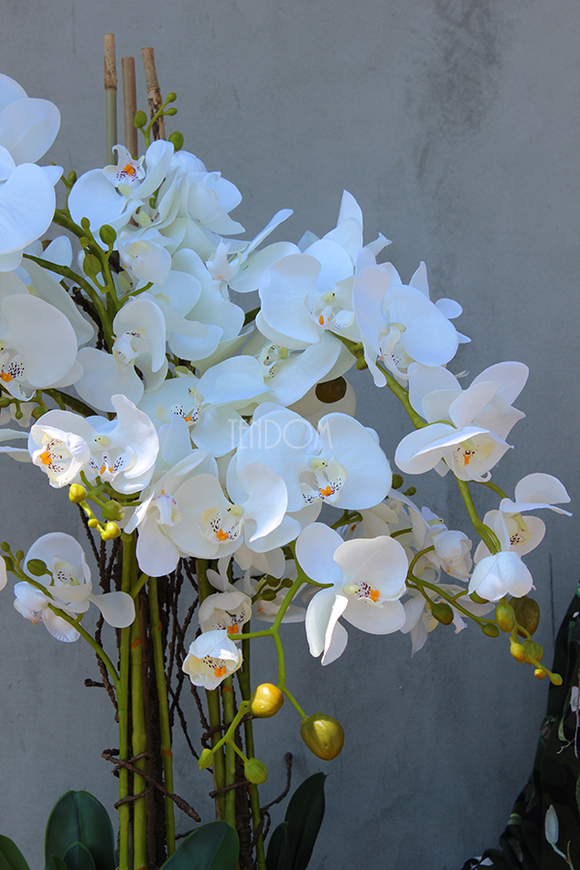 duży storczyk Mediolan w plastikowym wkładzie do donicy wys.73cm