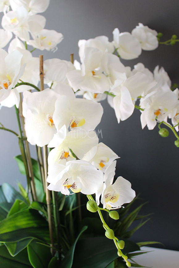 Wenecja storczyk w eleganckiej donicy, wys.90cm