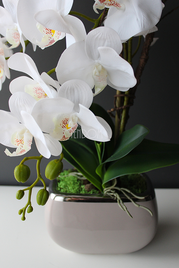 efektowny storczyk w beżowej donicy Glamour Beige, wys.52cm