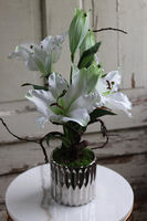 Lilie Silver, kompozycja w srebrnej donicy, wys.56cm