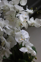 elegancki storczyk w szklanej donicy, Złota Lejdi, wys.90cm