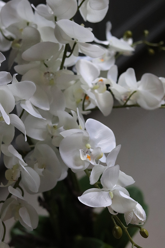 elegancki storczyk w szklanej donicy, Złota Lejdi, wys.90cm