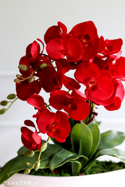 efektowny karminowy storczyk, Laos, Reddita, wys.50cm 