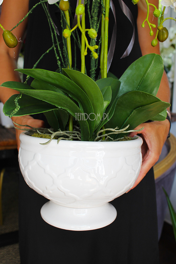 cudowny storczyk Ellana w pięknej białej donicy, wys.70cm