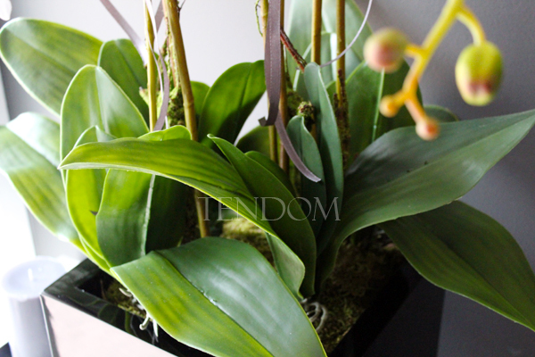 duży storczyk Black Home Grande w czarnej donicy z żywicy (połysk), wys. ok. 87cm