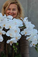 duży storczyk Mediolan Round w białej lub kremowej donicy, wys.85cm