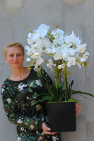 duży storczyk Mediolan w plastikowym wkładzie do donicy wys.73cm