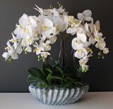 Ocean gumowy storczyk w donicy "muszli", wys.65cm