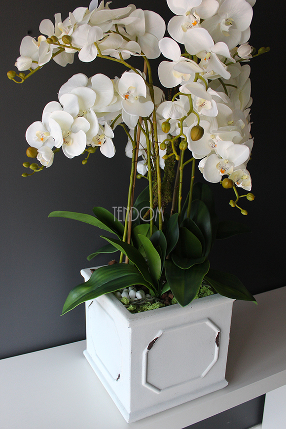 Wenecja storczyk w eleganckiej donicy, wys.90cm