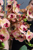 Mediolana Granada, duży sztuczny storczyk, wys.90cm