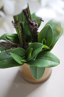 elegancki storczyk w szklanej donicy, Złota Lejdi, wys.90cm