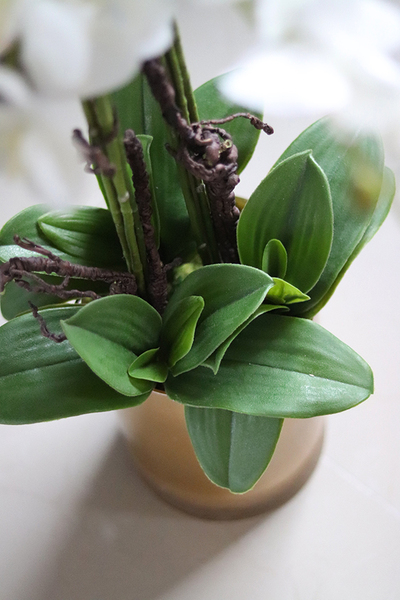 elegancki storczyk w szklanej donicy, Złota Lejdi, wys.90cm