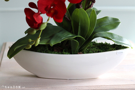 efektowny karminowy storczyk, Laos, Reddita, wys.50cm 