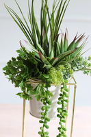 kompozycja sukulenty w donicy na stojaku, Montreal, wys.44cm