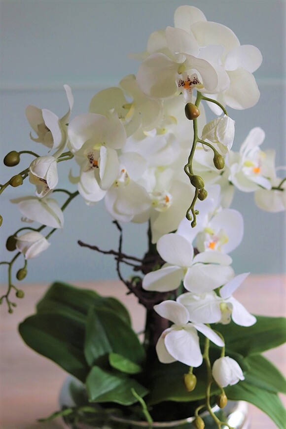 Glass Pompadour Silver, efektowny storczyk w srebrnej misie, wys.58cm