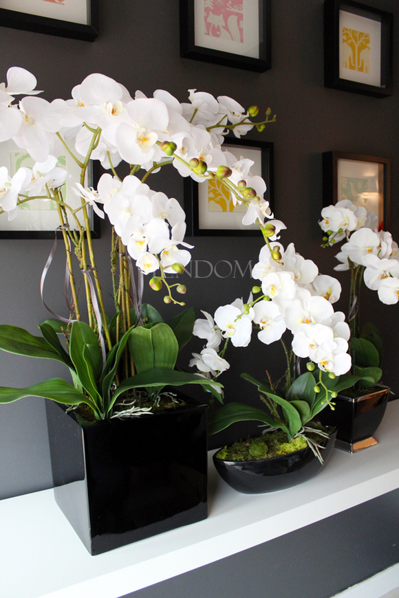 duży storczyk Black Home Grande w czarnej donicy z żywicy (połysk), wys. ok. 87cm