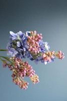 gałązka lilak pospolity, bez niebieski, dł. 70cm