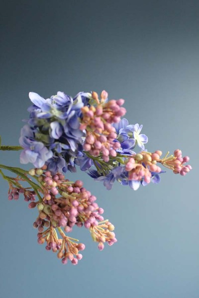 gałązka lilak pospolity, bez niebieski, dł. 70cm