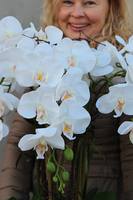 duży storczyk Mediolan Round w białej lub kremowej donicy, wys.85cm