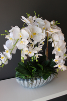 Ocean gumowy storczyk w donicy "muszli", wys.65cm 