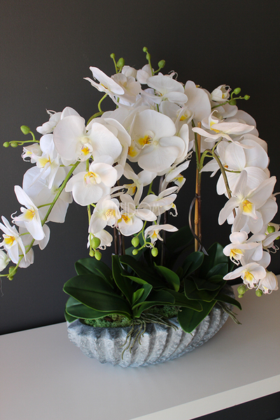 Ocean gumowy storczyk w donicy "muszli", wys.65cm 