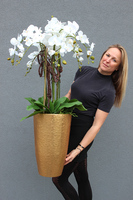 duży sztuczny storczyk Złota Bajka mniejszy, wys.120cm