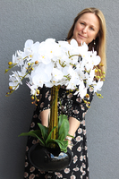 storczyk Black Japan Shiro w czarnej donicy