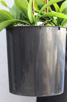 Mediolana Granada, duży sztuczny storczyk, wys.90cm