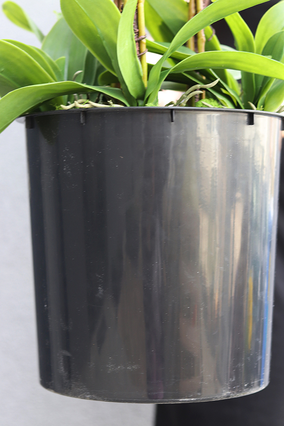 Mediolana Granada, duży sztuczny storczyk, wys.90cm