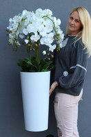 Mediolan Dilena, biały storczyk w wysokiej donicy, wys.115cm