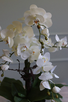 Glass Pompadour Silver, efektowny storczyk w srebrnej misie, wys.58cm