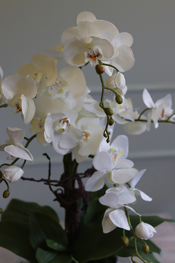 Glass Pompadour Silver, efektowny storczyk w srebrnej misie, wys.58cm