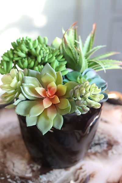 Terona, nowoczesna kompozycja z sukulentami, wys.24cm