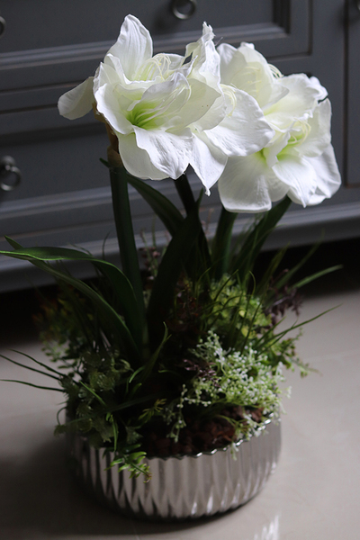 Białe Amarylisy Spring, kompozycja w lustrzanej misie, wys.54cm