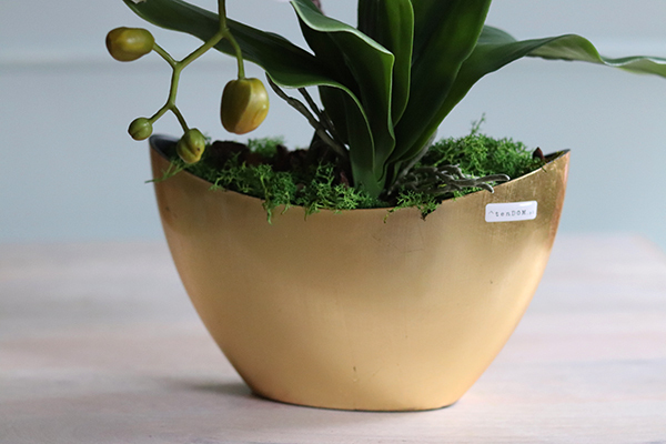 bardzo elegancki storczyk w złotej osłonce, Goldeo wys.53cm