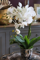 Hemina New, sztuczny storczyk w lustrzanej donicy, wys.50cm 