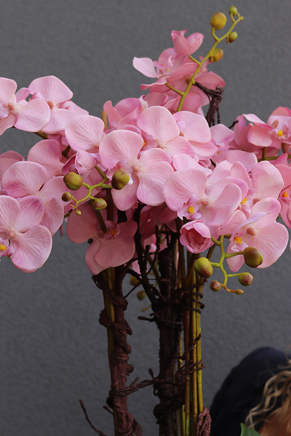 bardzo duży storczyk Madleine w białej donicy, wys.120cm