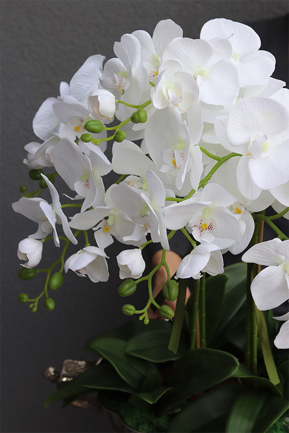 ekskluzywny storczyk Luksus Biel w metalowej donicy, wys.65cm