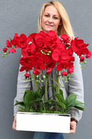 Leo Karmin, storczyk w biało-srebrnej donicy, wys.52cm