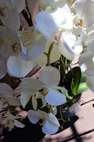 Blue Ocean storczyk w pięknej niebieskiej donicy Belldeco, wys.77cm