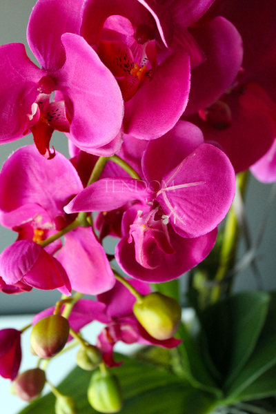 obfity storczyk Klara Fuksja w ciekawej donicy, wys.68cm